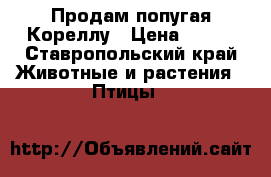 Продам попугая Кореллу › Цена ­ 500 - Ставропольский край Животные и растения » Птицы   